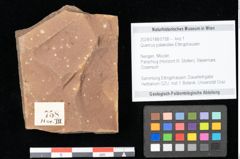 Foto (Objekt + Etikett) von Quercus palaeoilex Ettingshausen (NHMW-GEO-2024-0188-0758)
